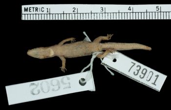 Media type: image;   Herpetology R-73901
